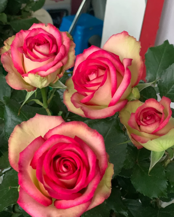 Rose Monroe丨Your roses