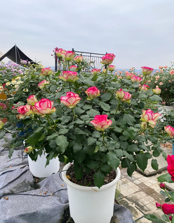 Monroe Roses丨Your roses