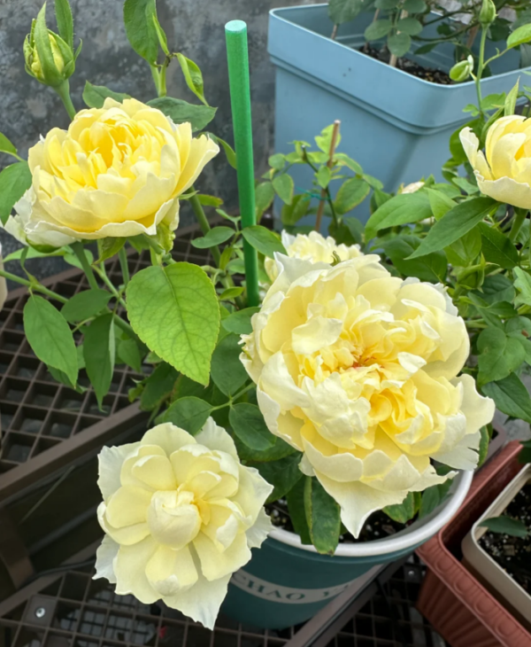 Moon Overfliwing Rose for sale丨Your roses