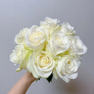 Mount Shasta Rose丨Your roses