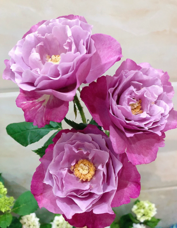 Muriel Robin Rose plant丨Your roses