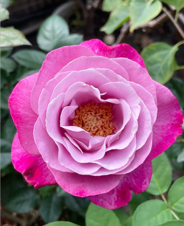 Muriel Robin Rose丨Your roses