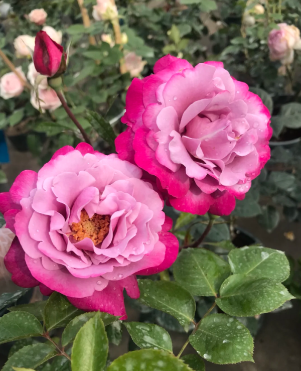 Muriel Robin Rose for sale丨Your roses