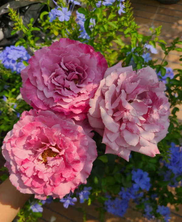 Navy Rose Plant丨Your roses