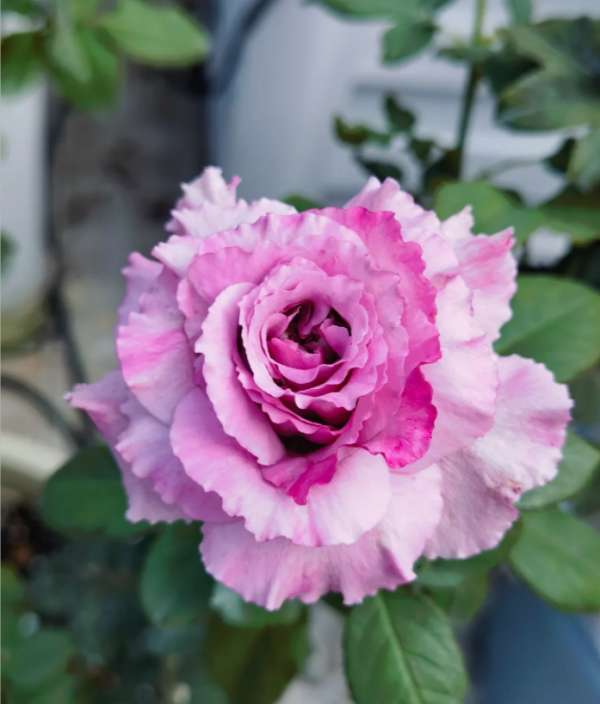 Navy Rose for sale丨Your roses
