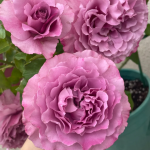 Navy Rose丨Your roses