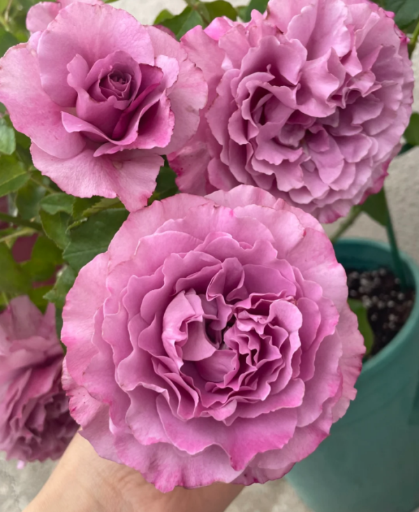 Navy Rose丨Your roses