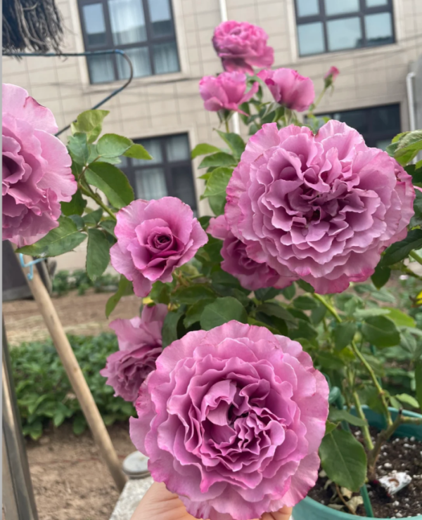 Navy Roses丨Your roses