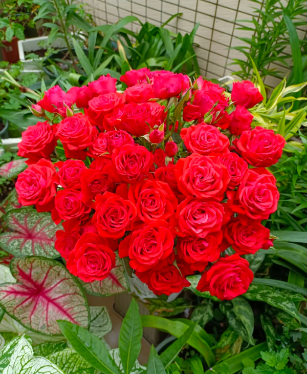 Neon Bubbles Rose for sale丨Your roses