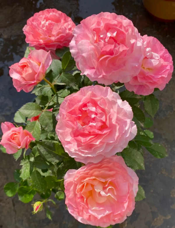 Neptune King Terrazza Rose丨Your roses