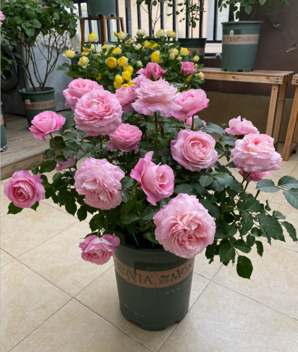 Neptune King Terrazza Roses丨Your roses