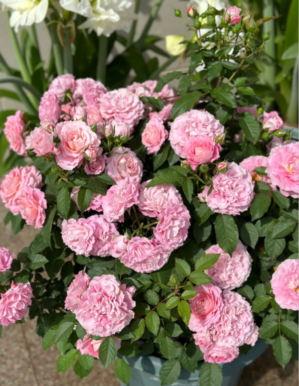 Neptune King Terrazza Rose Plant丨Your roses
