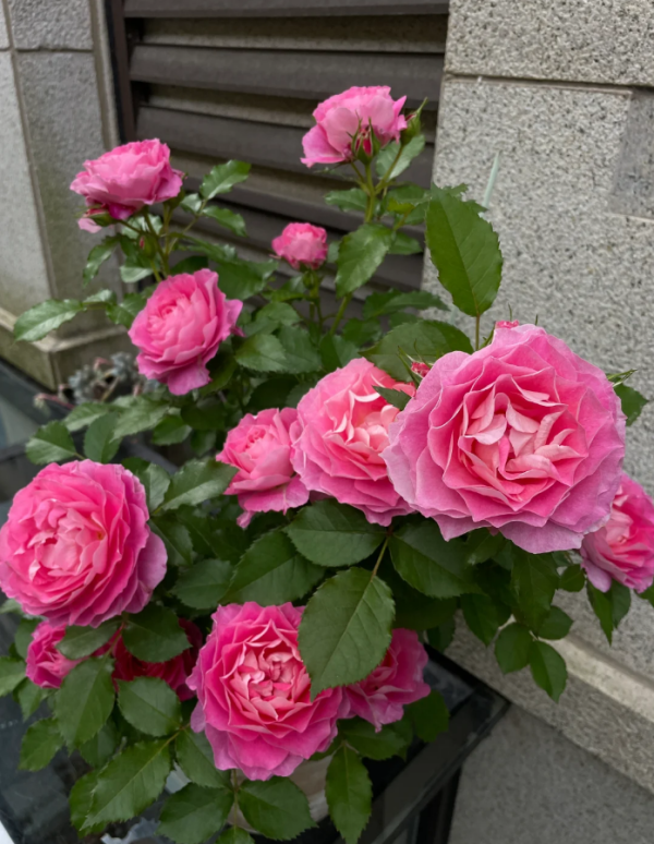 Neptune King Terrazza Rose for sale丨Your roses