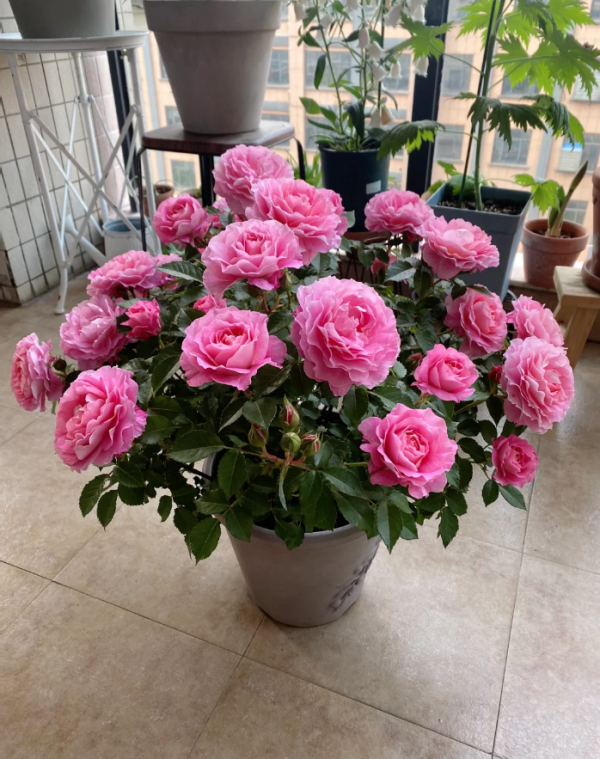 Rose Neptune King Terrazza丨Your roses