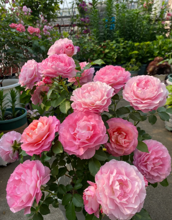 Neptune King Terrazza Rose bush丨Your roses