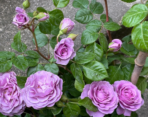 Neptune Roses丨Your roses