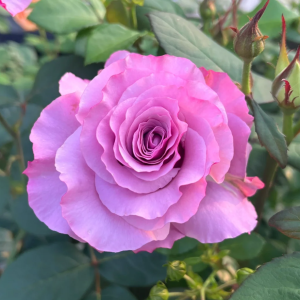 Neptune Rose丨Your roses