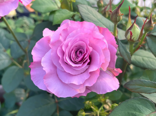 Neptune Rose丨Your roses
