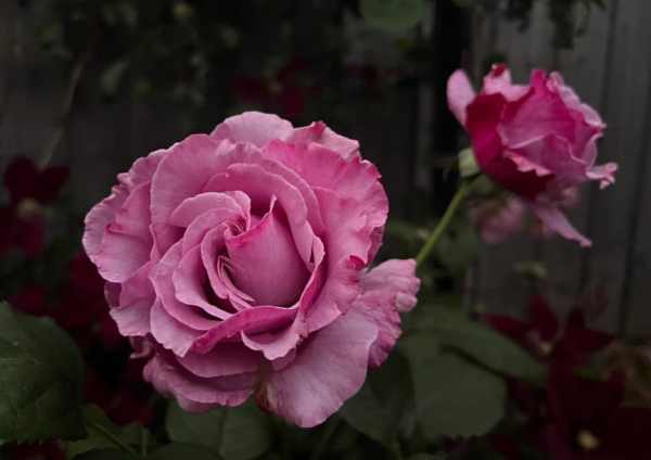 Neptune Rose for sale丨Your roses