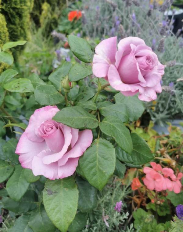 neptune rose bush丨Your roses