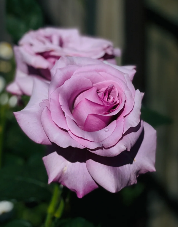 Neptune Rose Plant丨Your roses