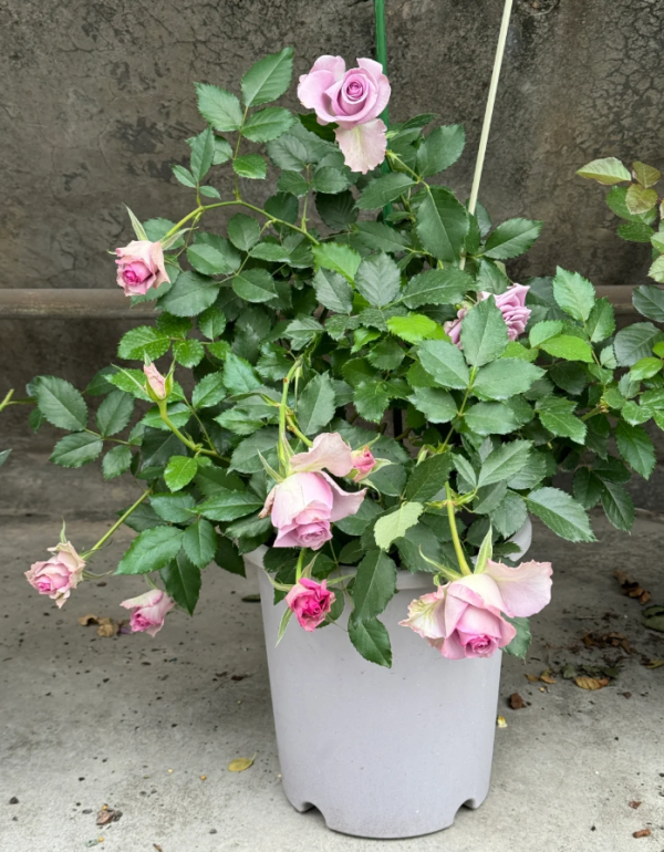 Rose Nightingale丨Your roses