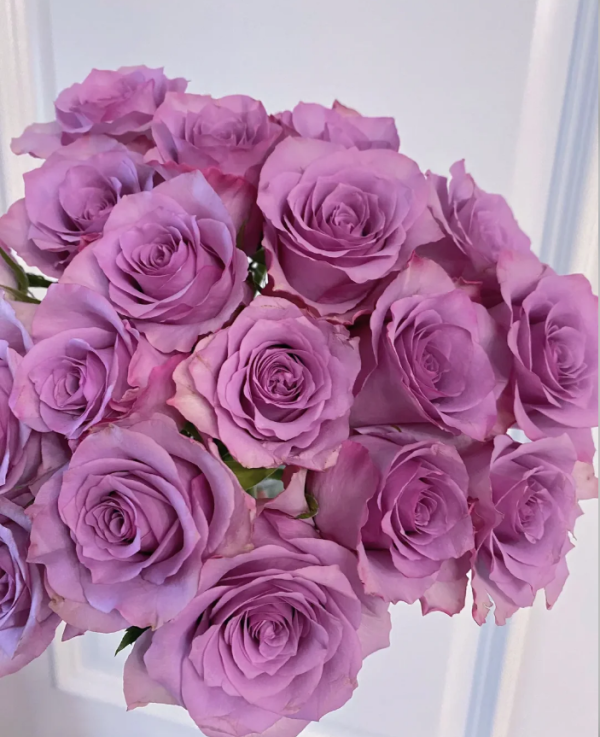 Nightingale Rose Plant丨Your roses