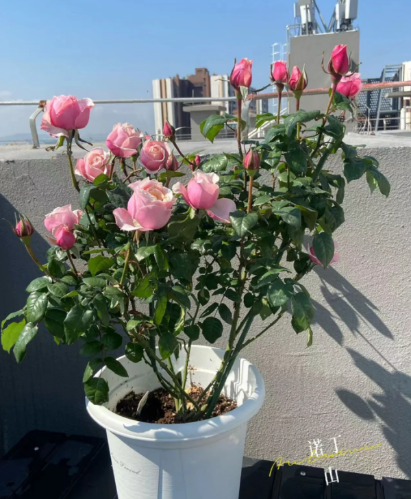 Notting Hill Rose丨Your roses