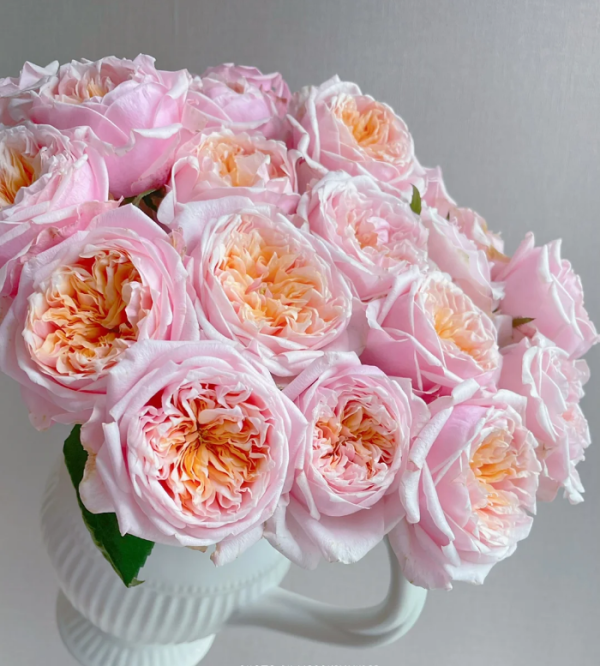 Notting Hill Rose for sale丨Your roses