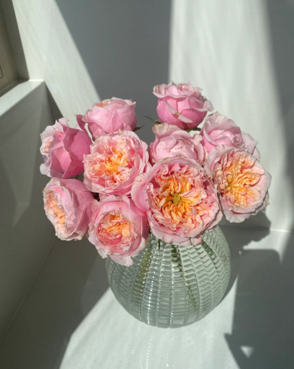 Rose Notting Hill 丨Your roses
