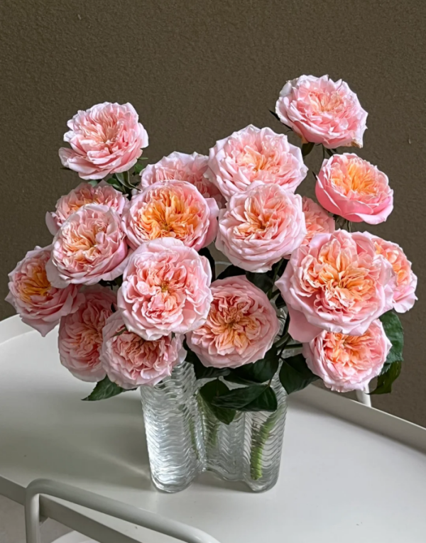 Notting Hill Roses丨Your roses