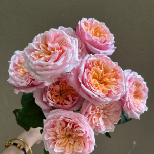 Notting Hill Rose丨Your roses