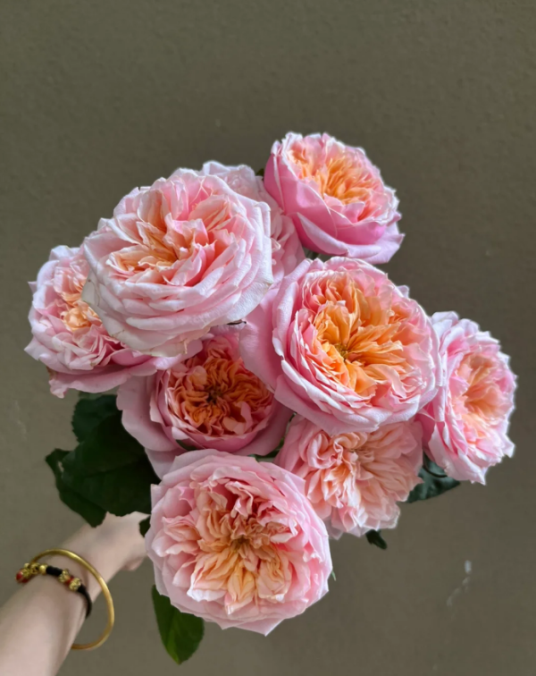 Notting Hill Rose丨Your roses