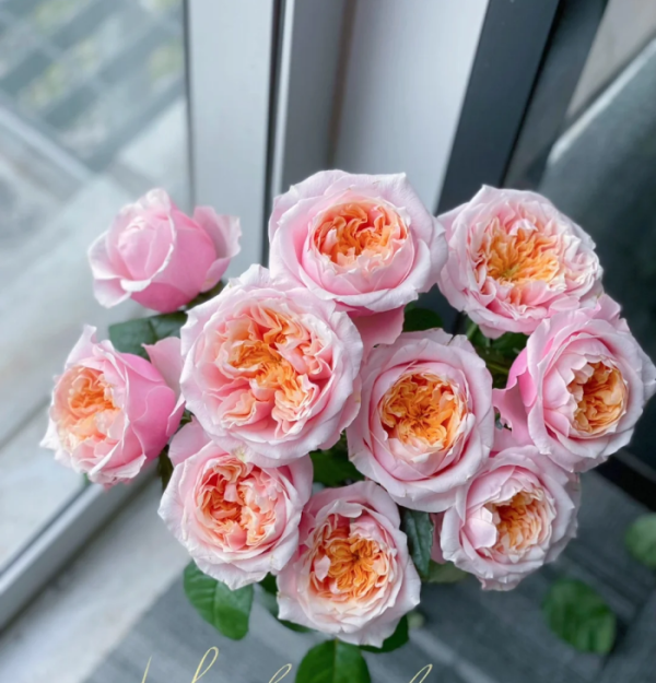 Notting Hill Rose Plant丨Your roses