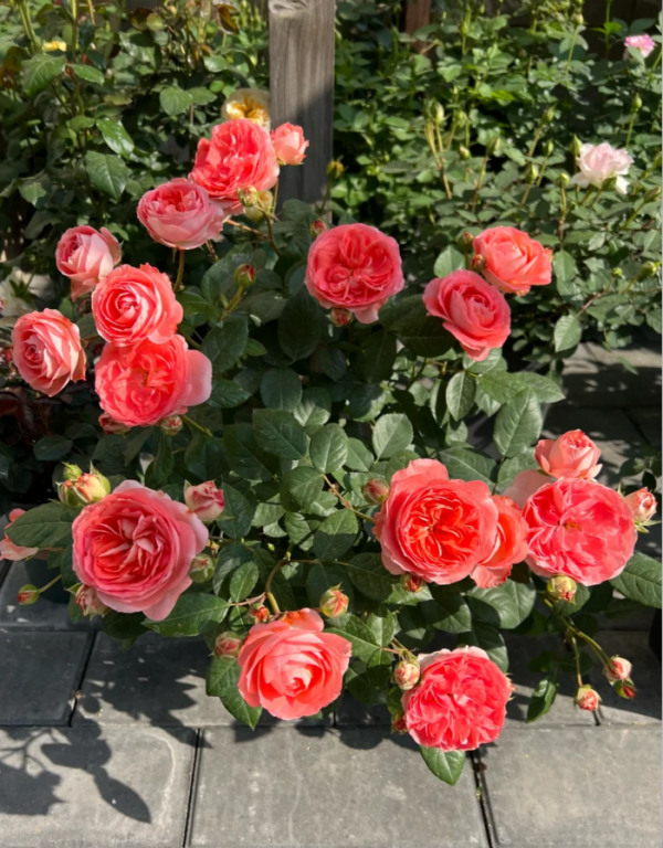 Nova King Terrazza Rose for sale丨Your roses