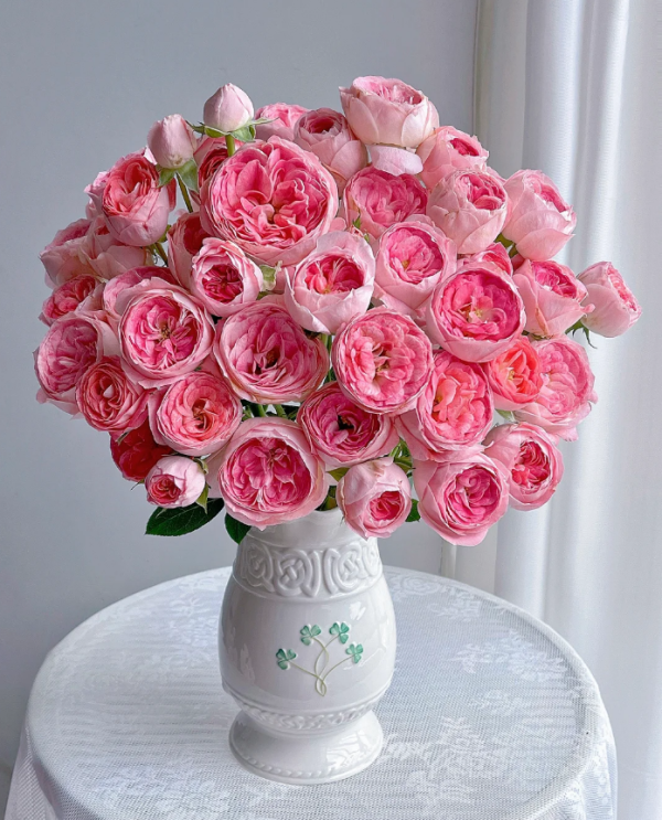 Nova King Terrazza Rose丨Your roses