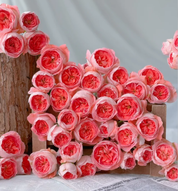 Rose Nova King Terrazza丨Your roses