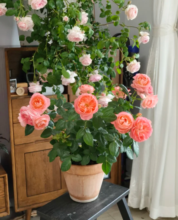 Nova King Terrazza Roses丨Your roses