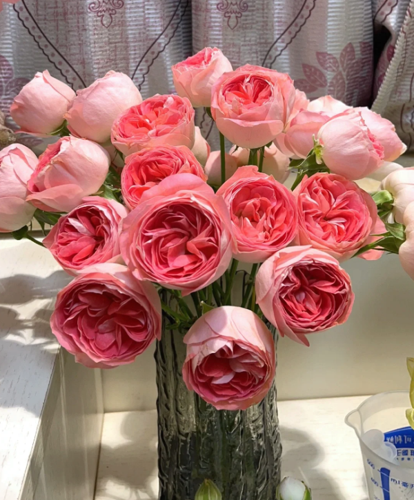 Nova King Terrazza Rose Plant丨Your roses