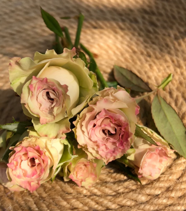 Old Dutch Rose丨Your roses