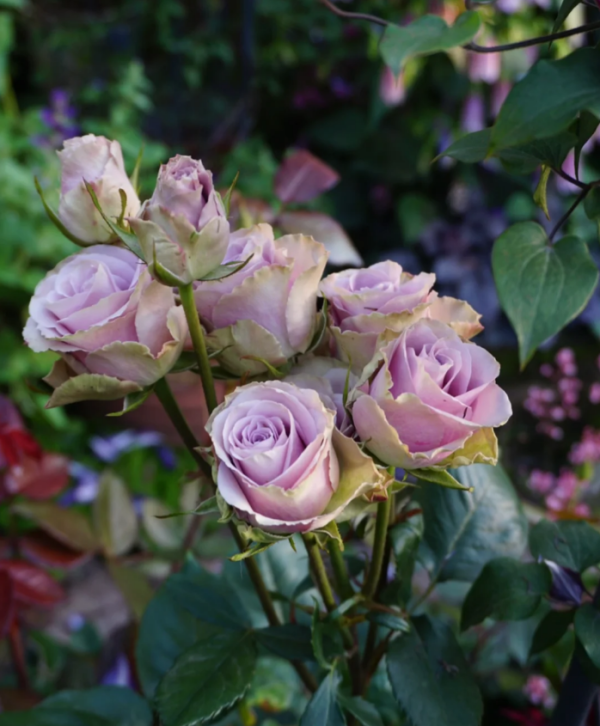 Old Dutch Rosed丨Your roses