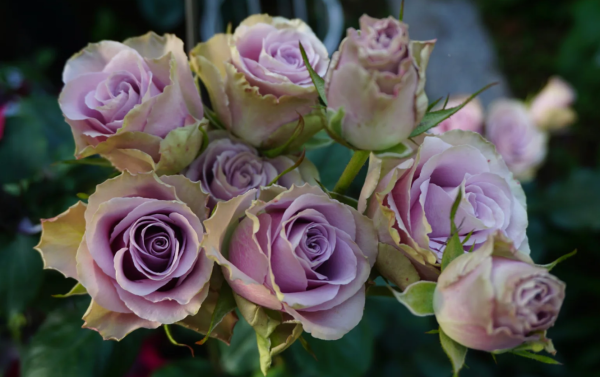 Old Dutch Rose plant丨Your roses