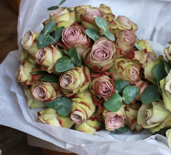 Old Dutch Rose for sale丨Your roses