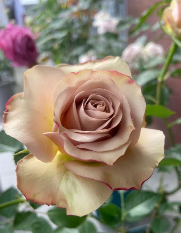 Old Dutch Rose丨Your roses