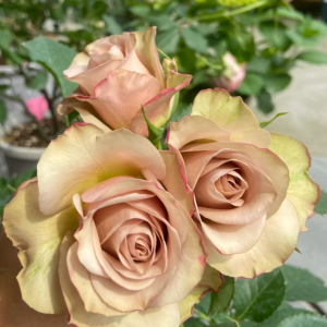 Rose Old Dutch丨Your roses