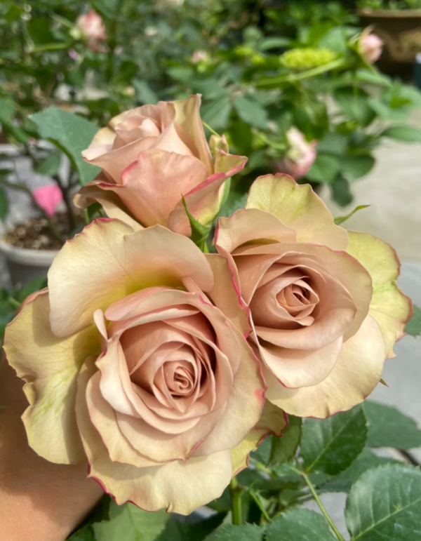 Rose Old Dutch丨Your roses