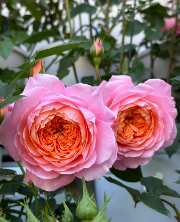 Orange Rose丨Your roses