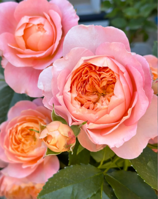 Orange Roses丨Your roses