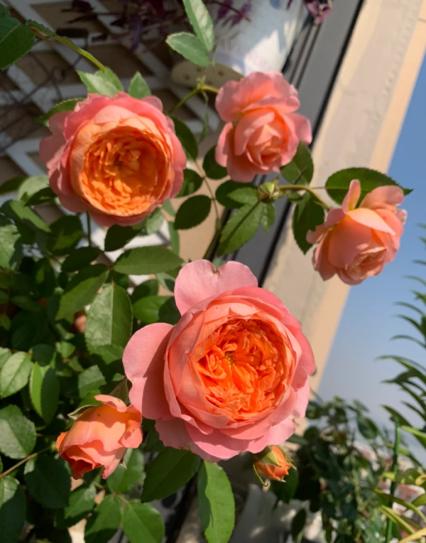 Orange Rose plant丨Your roses