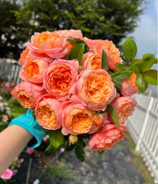 Orange Rose丨Your roses